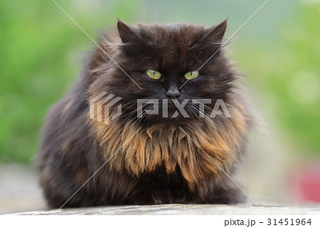 Brown cat portrait Brown cat portrait 31451964