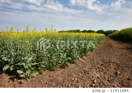 Green field with young rape 31451984