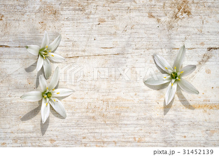three star of bethlehem flowers 31452139