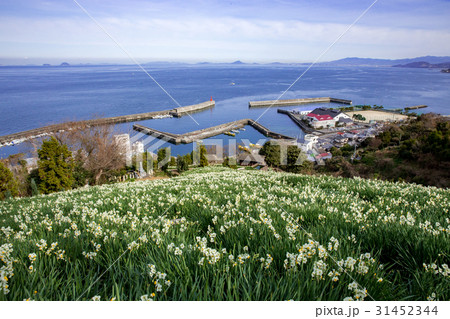 伊予市下灘のスイセン畑(日本水仙花開道) 伊予市下灘のスイセン畑(日本水仙花開道) 31452344