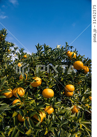 伊予柑（いよかん） 31452575