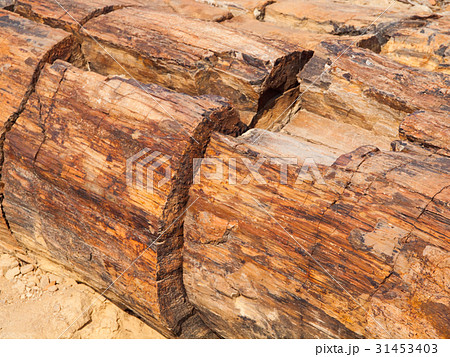 A piece of petrified wood, Petrified forest in 31453403