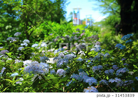 豊島園の紫陽花 豊島園の紫陽花 31453839