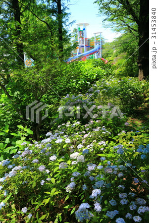 豊島園の紫陽花 31453840