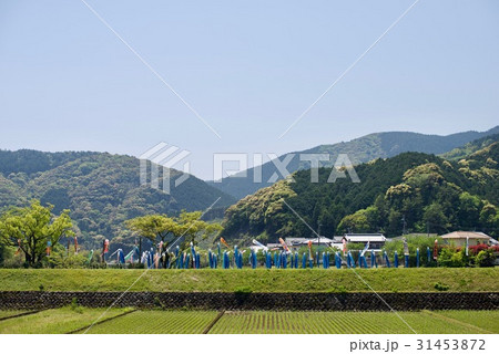 黒潮町近く四万十川 鯉のぼりの川渡し場所 31453872