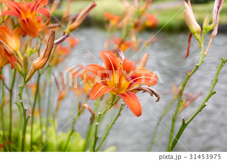 image of orange lilies growing at pond in park 31453975