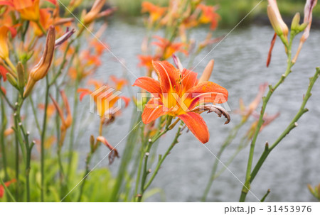 Closeup of beautiful orange tiger lilies 31453976