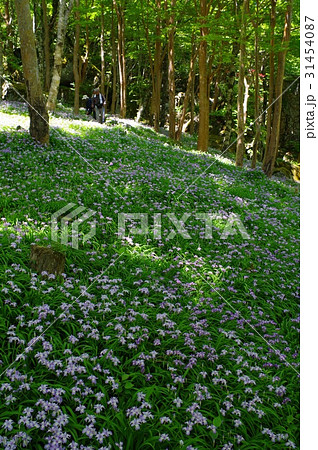 ヒメシャガ 31454087