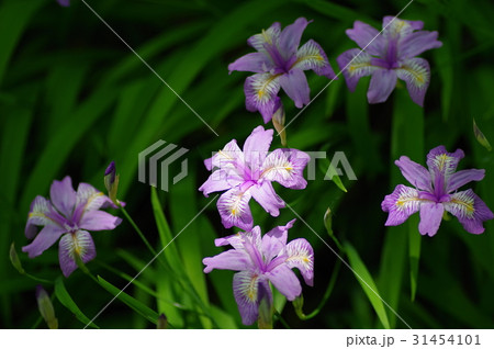ヒメシャガ 31454101