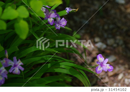 ヒメシャガ ヒメシャガ 31454102