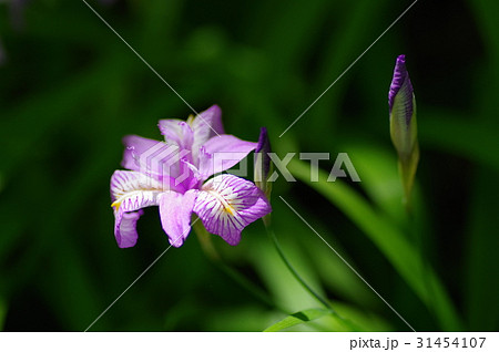 ヒメシャガ 31454107