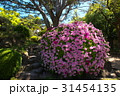 つつじの花 31454135