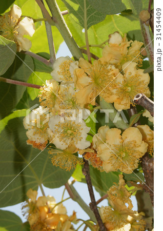 キウイの花 キウイの花 31454409