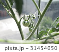 ミニトマト　実がついた 31454650