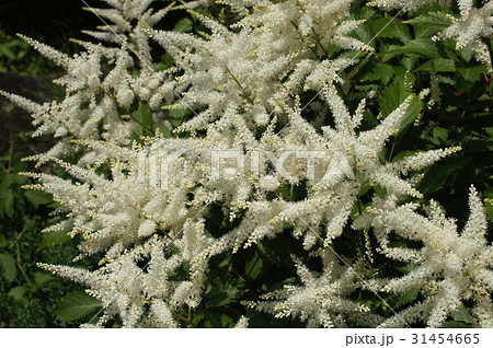 アスチルベの白い花 31454665