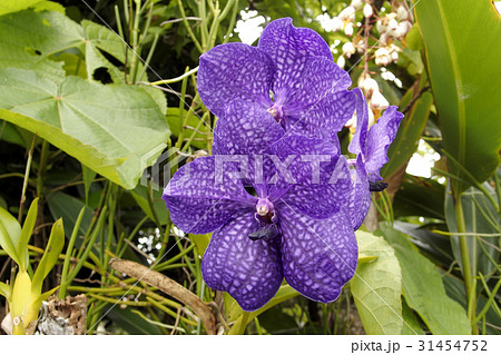 ランの花 バンダ パチャラ デライトの写真素材