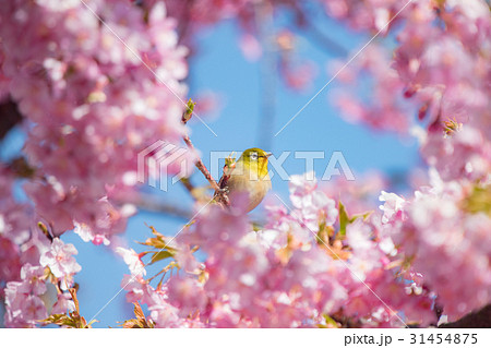 河津桜とメジロの季節風景 31454875