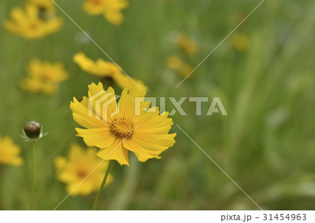 オオキンケイギク 31454963
