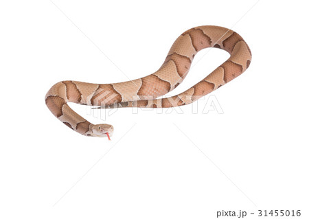 Copperhead Agkistrodon contortrix isolated 31455016