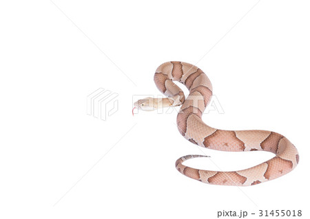 Copperhead Agkistrodon contortrix isolated 31455018