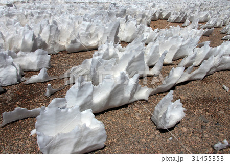 Ice or snow penitentes, San Francisco Mountain 31455353