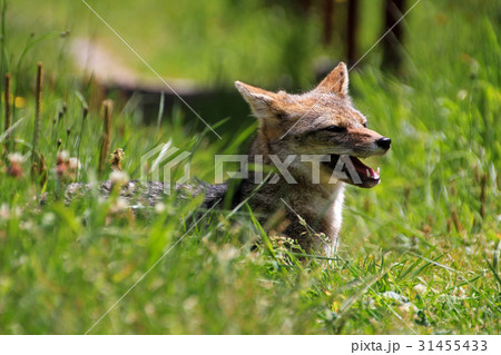 Andean fox, lycalopex culpaeus, also known as 31455433