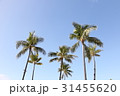 南国イメージ　ヤシの木 31455620