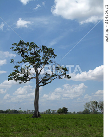 Lonely tree in rural landscape, Belize Lonely tree in rural landscape, Belize 31455621