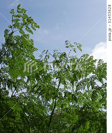 Moringa leaves, alternative medicine plant Moringa leaves, alternative medicine plant 31455628