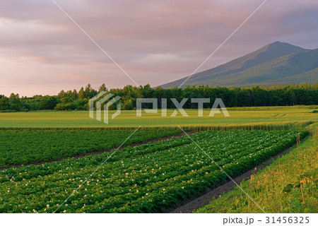 田園風景 田園風景 31456325