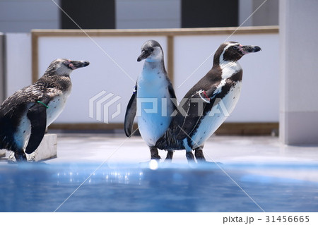 イルカランドのペンギン 31456665
