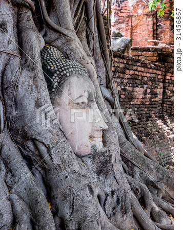 Buddha head in banyan tree roots 31456867