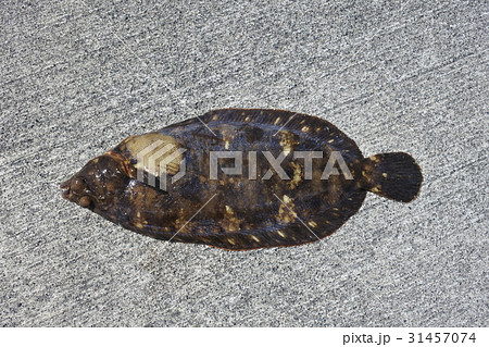 ナメタガレイ ナメタガレイ 31457074