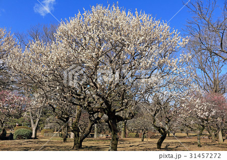 白梅の花開く梅林　小金井公園 31457272