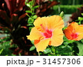 南国のハイビスカス 31457306