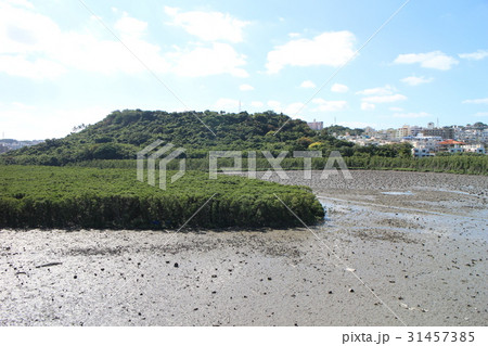 豊見城市のマングローブ 31457385