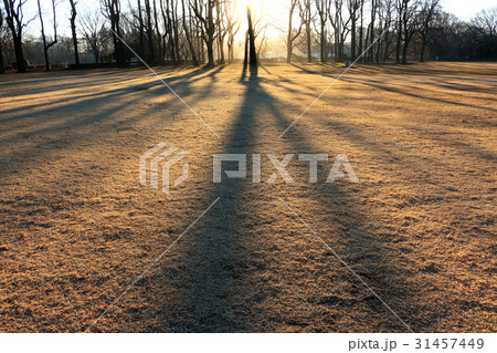 冬の朝　ユリノキの長い影　小金井公園 31457449