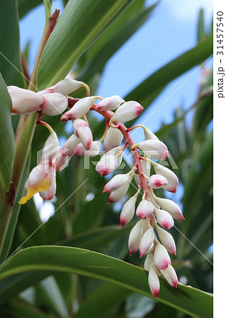 月桃の花 月桃の花 31457540
