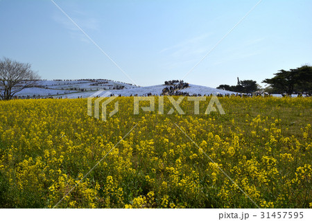 ひたち海浜公園 2017ー4-29 #3 ひたち海浜公園 2017ー4-29 #3 31457595