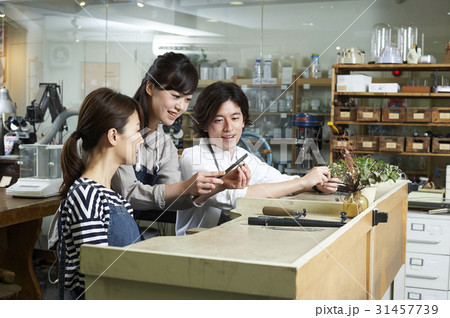 コーダルハーモニー コーダルハーモニー 31457739