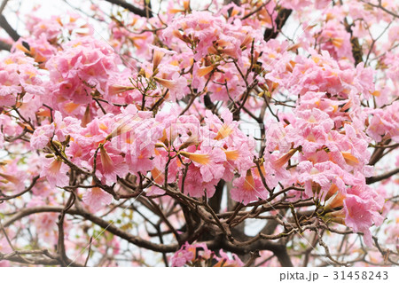 Wild Himalayan Cherry flower. Wild Himalayan Cherry flower. 31458243