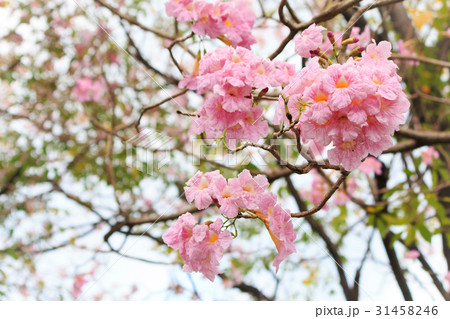 Wild Himalayan Cherry flower. Wild Himalayan Cherry flower. 31458246