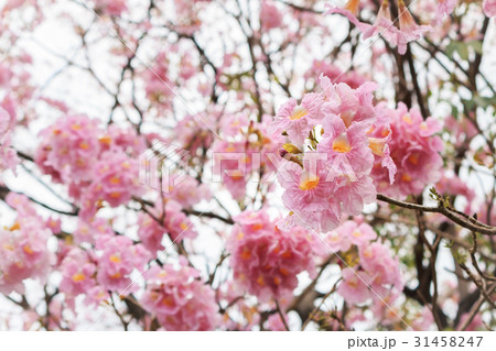 Wild Himalayan Cherry flower. Wild Himalayan Cherry flower. 31458247