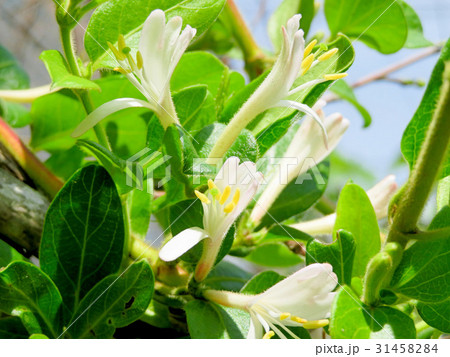 ハニーサックル 31458284