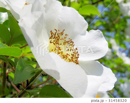ナニワノイバラー花一輪 ナニワノイバラー花一輪 31458320