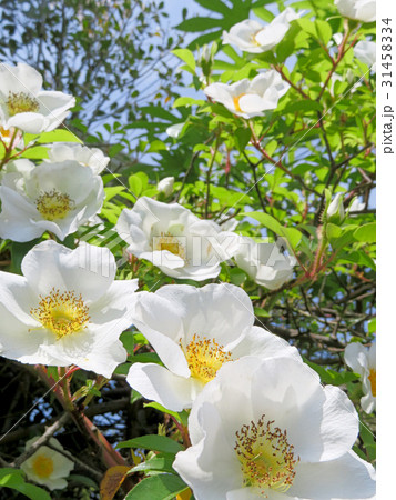 ナニワノイバラ ナニワノイバラ 31458334