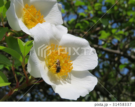 ナニワノイバラ ナニワノイバラ 31458337