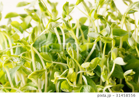 豆苗 豆苗 31458556