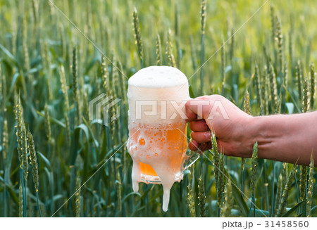 Unfiltered light beer in beer glass, growing malt 31458560