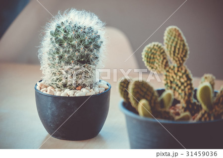 Mammillaria bocasana Cactus on a wooden desk Mammillaria bocasana Cactus on a wooden desk 31459036